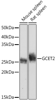 GCET2 Rabbit monoclonal antibody