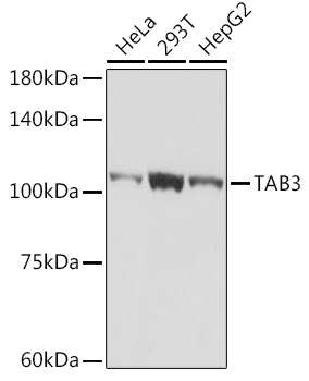 TAB3 Rabbit monoclonal antibody