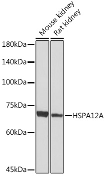 HSPA12A Rabbit monoclonal antibody