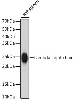Lambda Light chain Rabbit monoclonal antibody