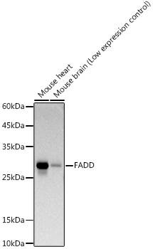 FADD Rabbit monoclonal antibody