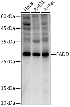 FADD Rabbit monoclonal antibody