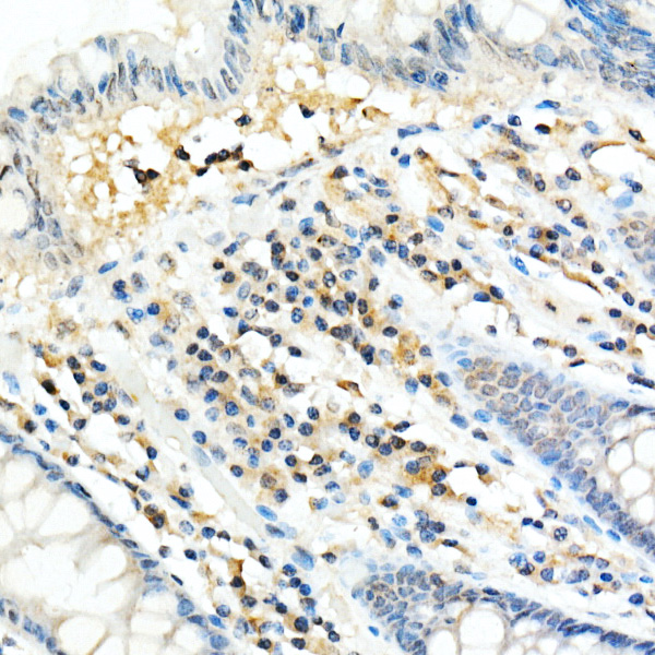 FADD Rabbit monoclonal antibody