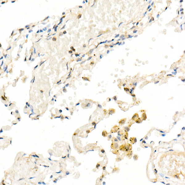 FADD Rabbit monoclonal antibody