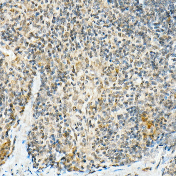 FADD Rabbit monoclonal antibody