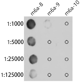 N6-methyladenosine / m6A Rabbit monoclonal antibody