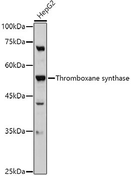 Thromboxane synthase Rabbit polyclonal antibody
