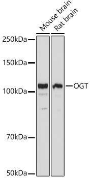 OGT Rabbit polyclonal antibody