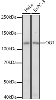 OGT Rabbit polyclonal antibody