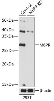 [KO Validated] M6PR Rabbit polyclonal antibody