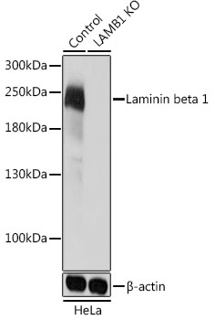 [KO Validated] Laminin beta 1 Rabbit polyclonal antibody