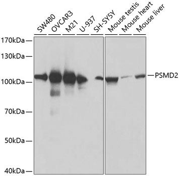 PSMD2 Rabbit polyclonal antibody