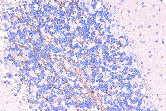 PLP1 Rabbit polyclonal antibody