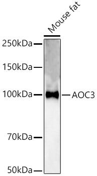 AOC3 Rabbit polyclonal antibody