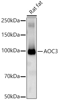 AOC3 Rabbit polyclonal antibody