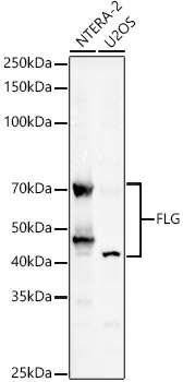 FLG Rabbit polyclonal antibody