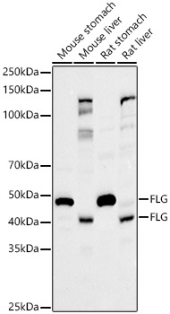 FLG Rabbit polyclonal antibody