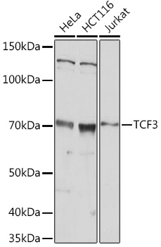 TCF3 Rabbit pAb