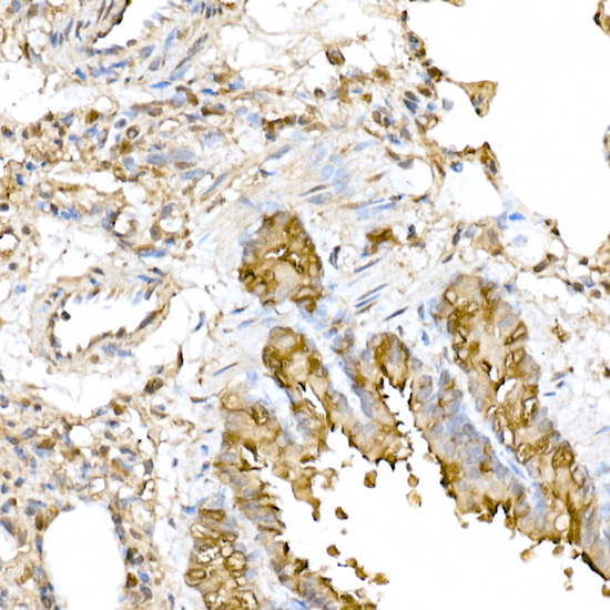 RNF126 Rabbit polyclonal antibody