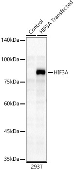 HIF3A Rabbit polyclonal antibody