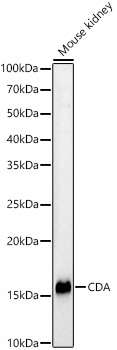 CDA Rabbit pAb