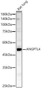 ANGPTL4 Rabbit polyclonal antibody