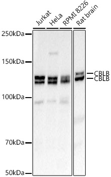 CBLB Rabbit polyclonal antibody