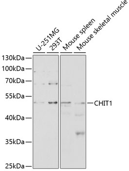 CHIT1 Rabbit polyclonal antibody