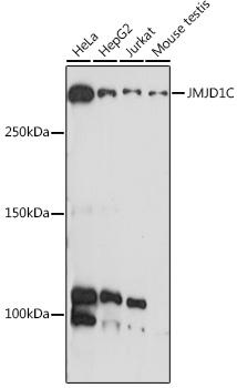 JMJD1C Rabbit polyclonal antibody