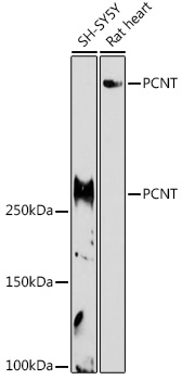 PCNT Rabbit polyclonal antibody