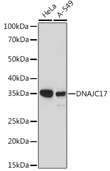 DNAJC17 Rabbit polyclonal antibody