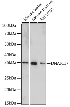 DNAJC17 Rabbit polyclonal antibody