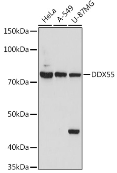 DDX55 Rabbit polyclonal antibody