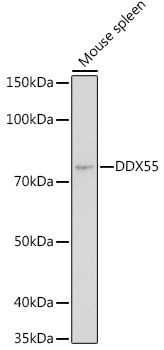 DDX55 Rabbit polyclonal antibody