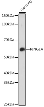 RING1A Rabbit polyclonal antibody