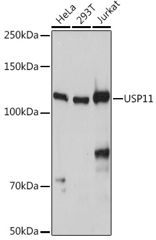 USP11 Rabbit polyclonal antibody
