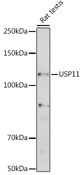 USP11 Rabbit polyclonal antibody