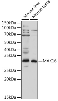 MAK16 Rabbit polyclonal antibody