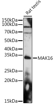 MAK16 Rabbit polyclonal antibody