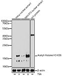 Western blot - Acetyl-Histone H3-K36 Rabbit pAb (A20185)