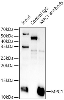 MPC1 Rabbit polyclonal antibody