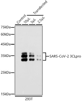 SARS-CoV-2 3CLpro Rabbit pAb