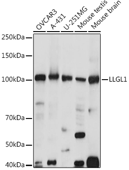 LLGL1 Rabbit polyclonal antibody