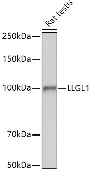 LLGL1 Rabbit polyclonal antibody