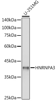 HNRNPA3 Rabbit polyclonal antibody