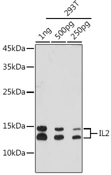 IL2 Rabbit monoclonal antibody