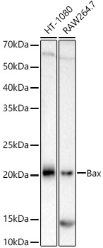 [KO Validated] Bax Rabbit monoclonal antibody