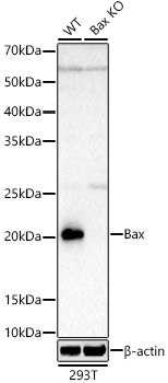 [KO Validated] Bax Rabbit monoclonal antibody