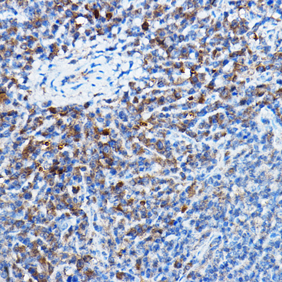 [KO Validated] Bax Rabbit monoclonal antibody