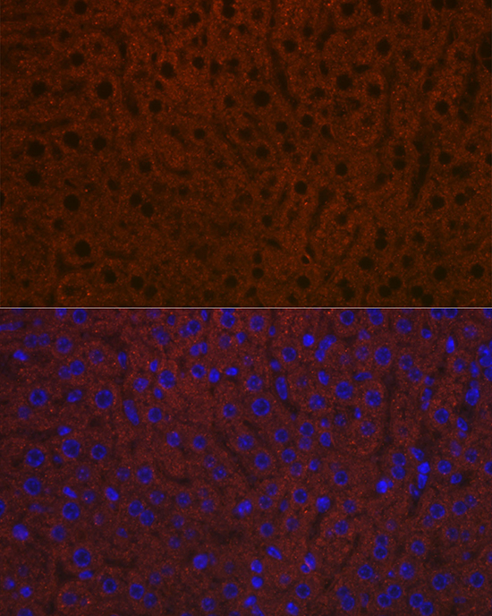 Ceruloplasmin Rabbit monoclonal antibody